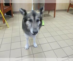 German Shepherd Dog Dogs for adoption in Ocala, FL, USA