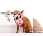 Small #3 Chihuahua