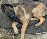 Small Photo #15 Belgian Malinois Puppy For Sale in ONTARIO, CA, USA