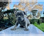 Small Photo #225 French Bulldog Puppy For Sale in HAYWARD, CA, USA