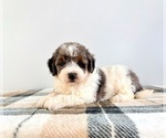 Small #4 Bernedoodle (Miniature)