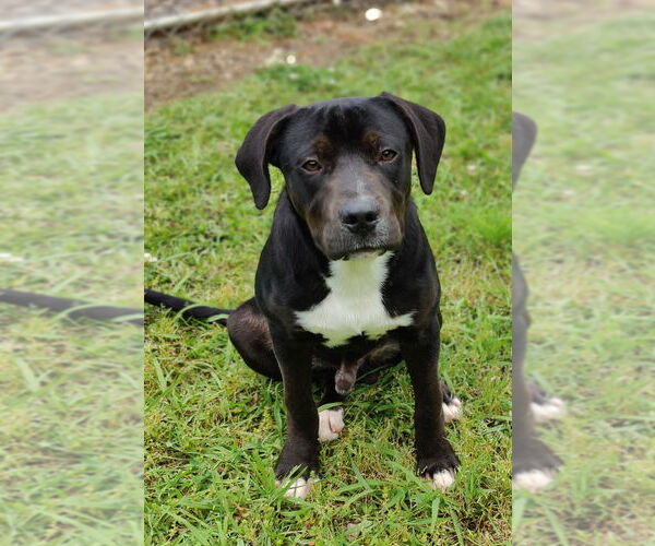 Medium Photo #11 Catahoula Leopard Dog-Staffordshire Bull Terrier Mix Puppy For Sale in Talladega, AL, USA