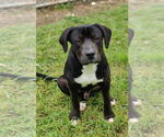 Small #10 Catahoula Leopard Dog-Staffordshire Bull Terrier Mix