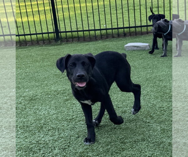 Medium Photo #2 Labrador Retriever-Unknown Mix Puppy For Sale in Fort Worth, TX, USA