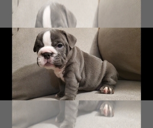 Bulldog Puppy for sale in BAKERSFIELD, CA, USA