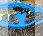Small Photo #5 French Bulldog Puppy For Sale in GILROY, CA, USA