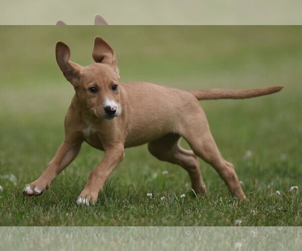 Medium Photo #8 Labrador Retriever-Unknown Mix Puppy For Sale in Mechanicsburg, PA, USA