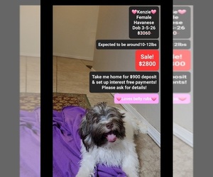 Havanese Puppy for sale in TUCSON, AZ, USA