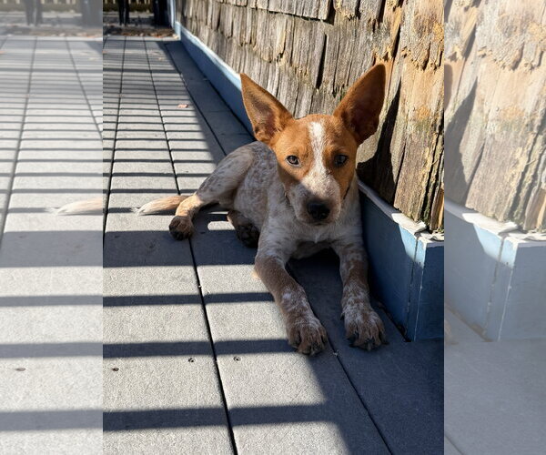 Medium Photo #4 Mutt Puppy For Sale in Garden City, NY, USA