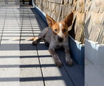 Small Photo #4 Mutt Puppy For Sale in Garden City, NY, USA