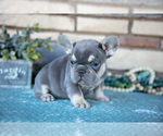 Small Photo #7 French Bulldog Puppy For Sale in SUGARCREEK, OH, USA