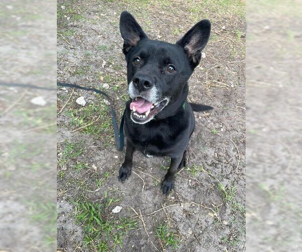 Medium Photo #20 Labrador Retriever-Unknown Mix Puppy For Sale in Pompano Beach , FL, USA