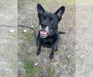 Sadie - Female Labrador Retriever-Unknown Mix Dog for Adoption - Photo #20