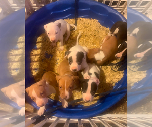 American Pit Bull Terrier Puppy for Sale in BUFFALO, New York USA