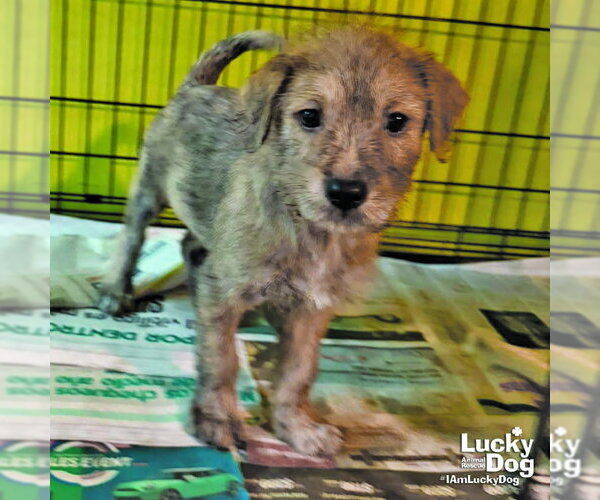 Medium Photo #1 Mutt Puppy For Sale in Washington, DC, USA