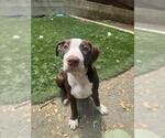 Small Staffordshire Bull Terrier Mix