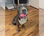 Small #4 Mutt