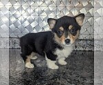 Small #2 Pembroke Welsh Corgi