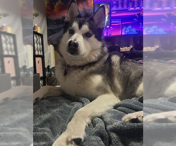 Medium Photo #1 Siberian Husky Puppy For Sale in Ogden, UT, USA