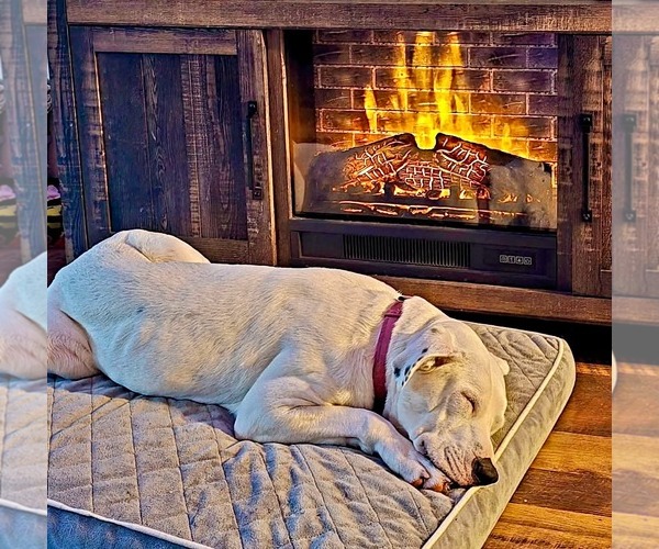 Medium Photo #21 Boxer-Unknown Mix Puppy For Sale in Germantown, OH, USA