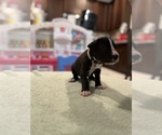 Small Photo #11 Great Dane Puppy For Sale in LEANDER, TX, USA