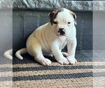 Puppy Puppy 2 American Bulldog
