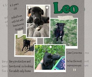 Mastador Dogs for adoption in Overland Park, KS, USA