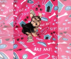 Yorkshire Terrier Puppy for sale in LAPEER, MI, USA