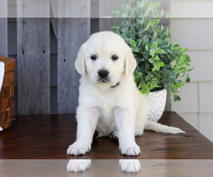 Medium English Cream Golden Retriever