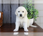 Puppy Finch English Cream Golden Retriever