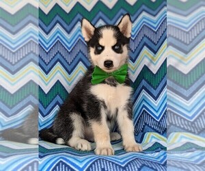 Siberian Husky Puppy for sale in QUARRYVILLE, PA, USA