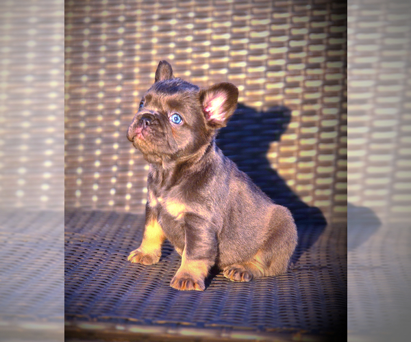 Medium Photo #16 French Bulldog Puppy For Sale in LOS ANGELES, CA, USA
