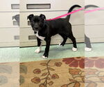 Small #4 American Pit Bull Terrier-Labrador Retriever Mix