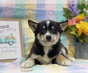 Pomsky Puppy for sale in LANCASTER, PA, USA