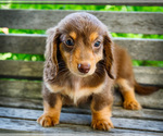 Small #6 Dachshund