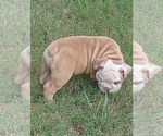 Small Photo #4 Bulldog Puppy For Sale in GREEN FOREST, AR, USA