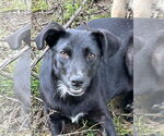 Small #1 Mutt