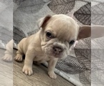 Puppy Smokey French Bulldog