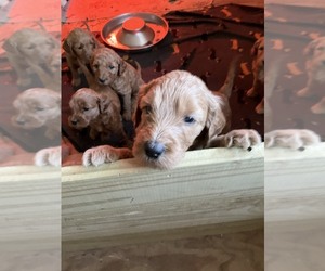 Goldendoodle Puppy for sale in ROCKY MOUNT, VA, USA