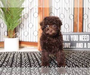 Poodle (Toy) Puppy for sale in NAPLES, FL, USA