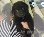 Small Photo #5 German Shepherd Dog Puppy For Sale in CLAREMONT, NC, USA