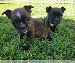 Boston Terrier Puppy for sale in LOS ANGELES, CA, USA