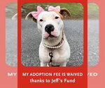 Small #3 Staffordshire Bull Terrier Mix