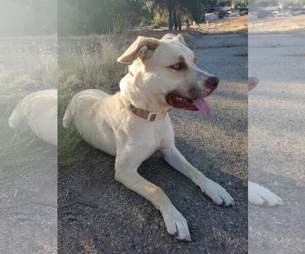 Medium Photo #8 American Pit Bull Terrier-Unknown Mix Puppy For Sale in Corona, CA, USA