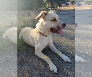 Honey Pie - Female Mutt Dog for Adoption - Photo #8