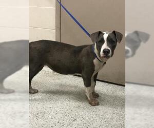 American Pit Bull Terrier-Unknown Mix Dogs for adoption in Conroe, TX, USA