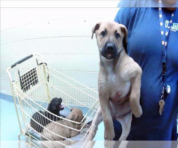 Medium Photo #1 German Shepherd Dog-Unknown Mix Puppy For Sale in Tulsa, OK, USA