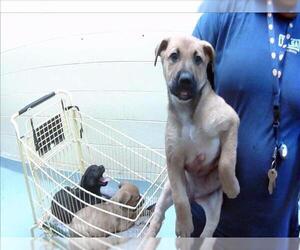 German Shepherd Dog-Unknown Mix Dogs for adoption in Tulsa, OK, USA