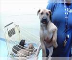 Small German Shepherd Dog Mix