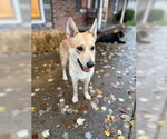 Small #4 Siberian Husky Mix